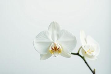 Delicate white orchid blossom against pure white backdrop, art, petal, bloom