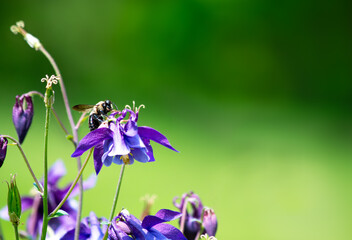 Bumblebee on a purple columbine flower with an open green background