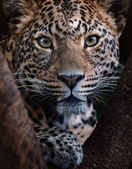 Mirada intensa de un leopardo posando en un árbol – Imagen de alta calidad