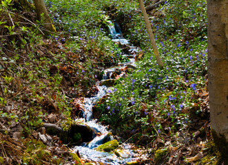  A small mountain stream flowing downhill in a wooded area
