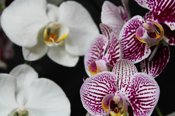 Beautiful orchid flowers