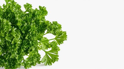 Obraz premium Fresh bunch of curly parsley isolated on white background perfect for culinary and food photography projects