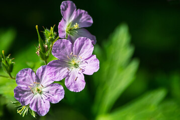Purple wild geranium flower, Geranium maculatum, with green leaves in the background