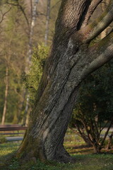 Fototapeta premium old oak tree