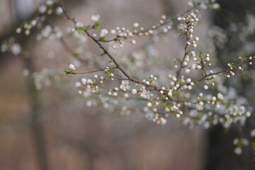 snow covered branches