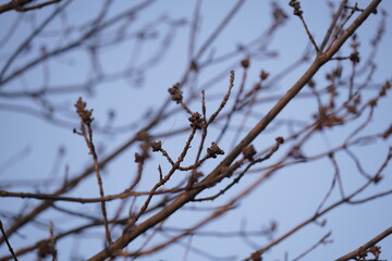 snow covered branches