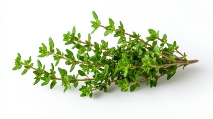 Obraz premium Elegant english thyme plant displaying rich green leaves and unique spica structure against a clean background