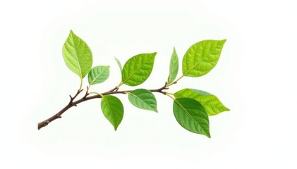 Fototapeta premium single branch with leaves against white background, solo branch, branch, isolated elements