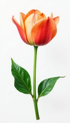 Single flower with stem and leaves on white background, single bloom, nature, bloom