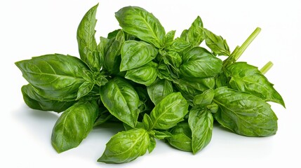 Fototapeta premium A bunch of fresh genovese basil leaves gathered together, isolated on a white background for a touch of green