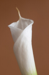 Calla lily flower on  brown background
