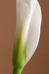 Calla lily flower on  brown background