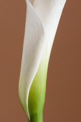 Calla lily flower on brown background