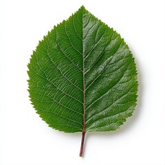 Fototapeta premium The art of the leaf captured in stunning detail with a realistic representation isolated on a white background