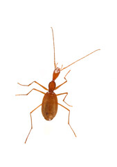 Coleoptera or beetles from Spain. Carabidae family.
