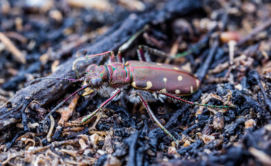 Coleoptera or beetles from Spain. Carabidae family.
