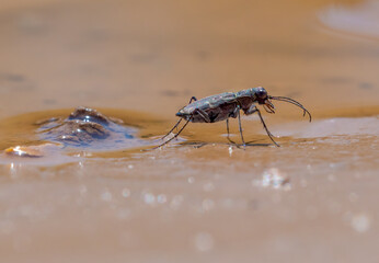 Coleoptera or beetles from Spain. Carabidae family.
