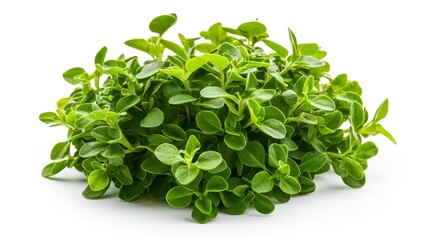 Obraz premium A pile of fresh green leaves captured in a realistic high-quality photo isolated on a white background for culinary inspiration