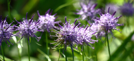 Solar summer morning. Flower bed fragment. Plentifully blossoming globularia with blue flowers of an original form.