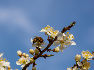 The plum branch has many flowers and buds. The background is a bright blue sky. The photograph conveys a sense of spring awakening and natural beauty.
