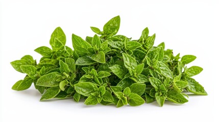 Bright and fresh green basil leaves captured in a realistic high-quality isolated photo ideal for cooking