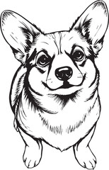 Corgi puppy. Hand drawn vector illustration