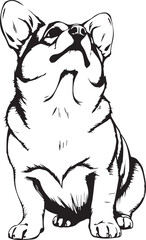 Corgi puppy. Hand drawn vector illustration
