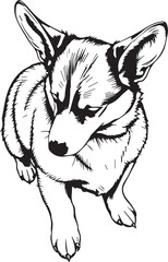 Corgi puppy. Hand drawn vector illustration