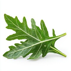 Obraz premium Single mustard leaf isolated on a clean white background highlighting its unique shape and fresh green color