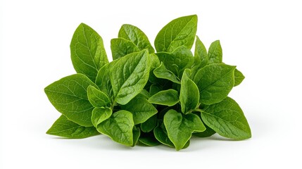 A bunch of fresh basil leaves gathered together with bright green color against a clean white background
