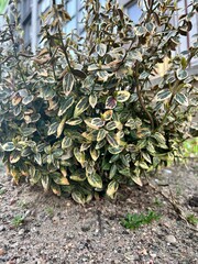 plant, perennial plant, bush, perennial bush, boxwood, boxwood elegans
