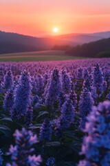 Fototapeta premium Purple Buckwheat Flower Sea under Sunset