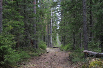 abandoned roads in pine forests