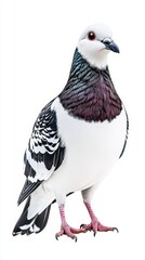 Obraz premium A striking pigeon isolated on a white background capturing its unique features and colorful feather patterns