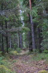 Fototapeta premium forest of northeastern europe on a spring day