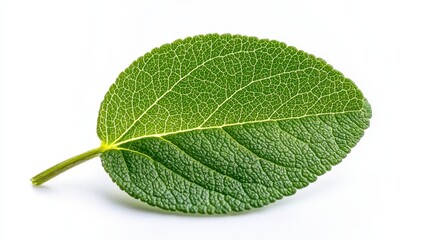Obraz premium A single leaf highlighting intricate veins and natural beauty against a bright white background