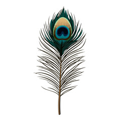 Obraz premium Peacock Feather Elegant Blue Design