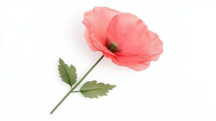 Single Red Poppy Flower on White Background