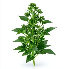 Obraz premium A plant with green leaves showcasing the unique characteristics of vervain isolated on a bright white background for clarity