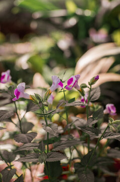 Beautiful fower