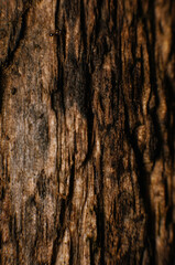 tree bark texture