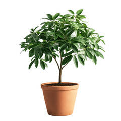 Potted Schefflera plant in terracotta pot with green leaves on transparent background
