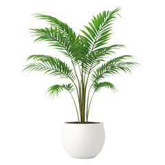 Obraz premium Potted palm plant with vibrant green fronds in white ceramic planter on transparent background