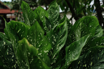 dew on the grass