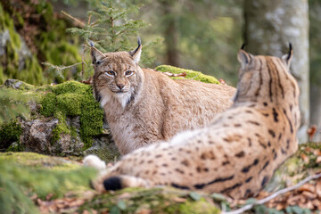 Luchs im Frühling