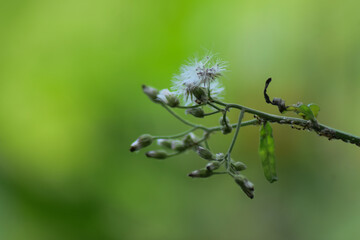 bee on a flower