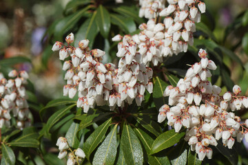 Close up white flowers of Pieris (Pieris japonica). Heath, heather family (Ericaceae). Spring....