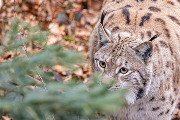 Luchs im Frühling