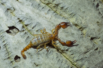 scorpion