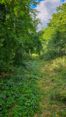 Narrow path winding through lush green forest under cloudy sky